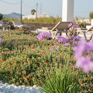 Curated garden