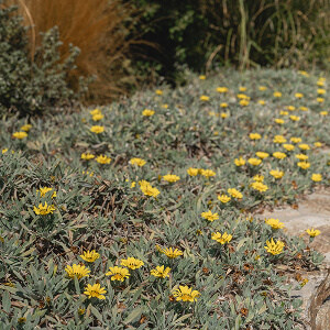 Flower garden