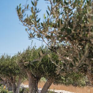 Olive trees within Omvrodektis Village