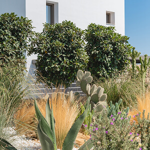 Garden with Mediterranean planting