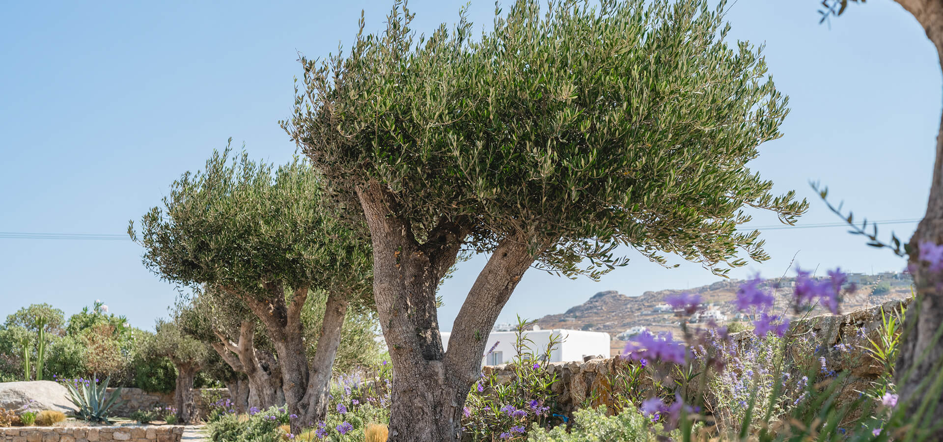 Olive trees within a Mediterranean garden in Omvrodektis village